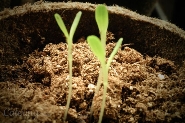 Gastronomia sustentável: uma nova tendência